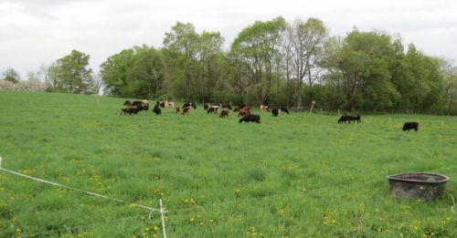Here's the pasture as the cows arrive