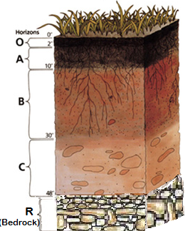 Understanding That Soil Is Like Cake Could Lead to Tastier Pastures ...