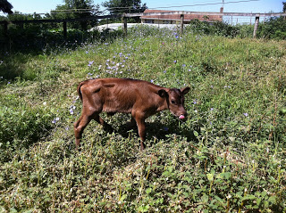 Calf in Pasture