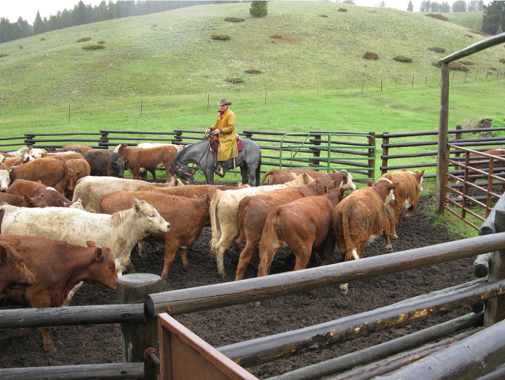 Whit works cattle in BudBox. Photo courtesy of Cattlexpressions