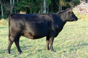 A fine Black Queen Angus Farm Cow