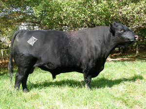 Beral of Wye was the senior herd sire at Black Queen Angus Farm. He was purchased by Kit Pharo of Colorado who has sold a number of bull calves sired by this bull.