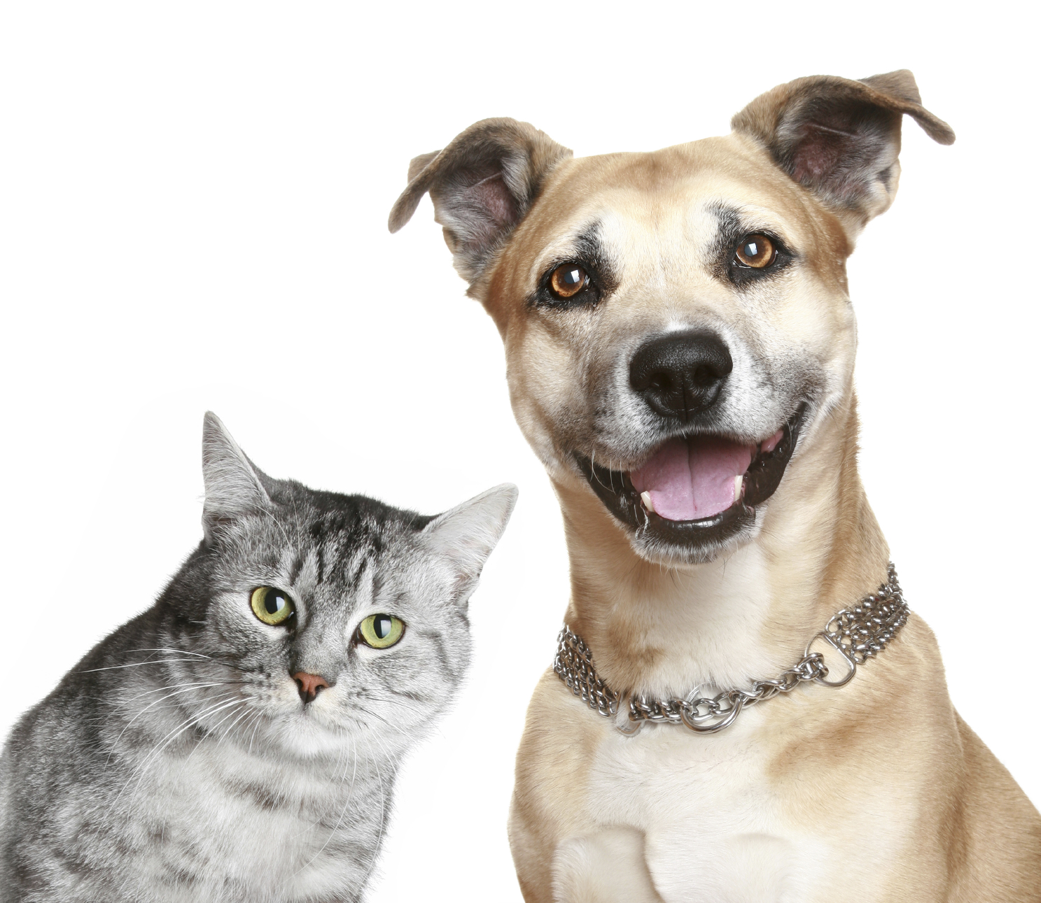 The Difference Between Cats and Dogs – On Pasture