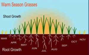 Cool- And Warm-Season Grasses Make For Better Pastures | On Pasture