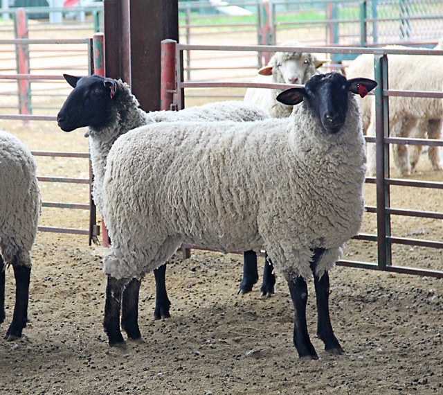 File:Merino ram fleece.jpg - Wikipedia