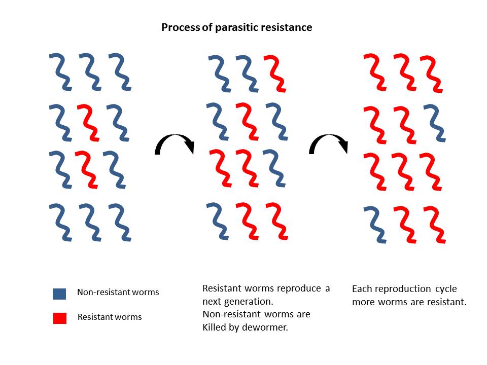 Regain Genetic Parasite Resistance | On Pasture