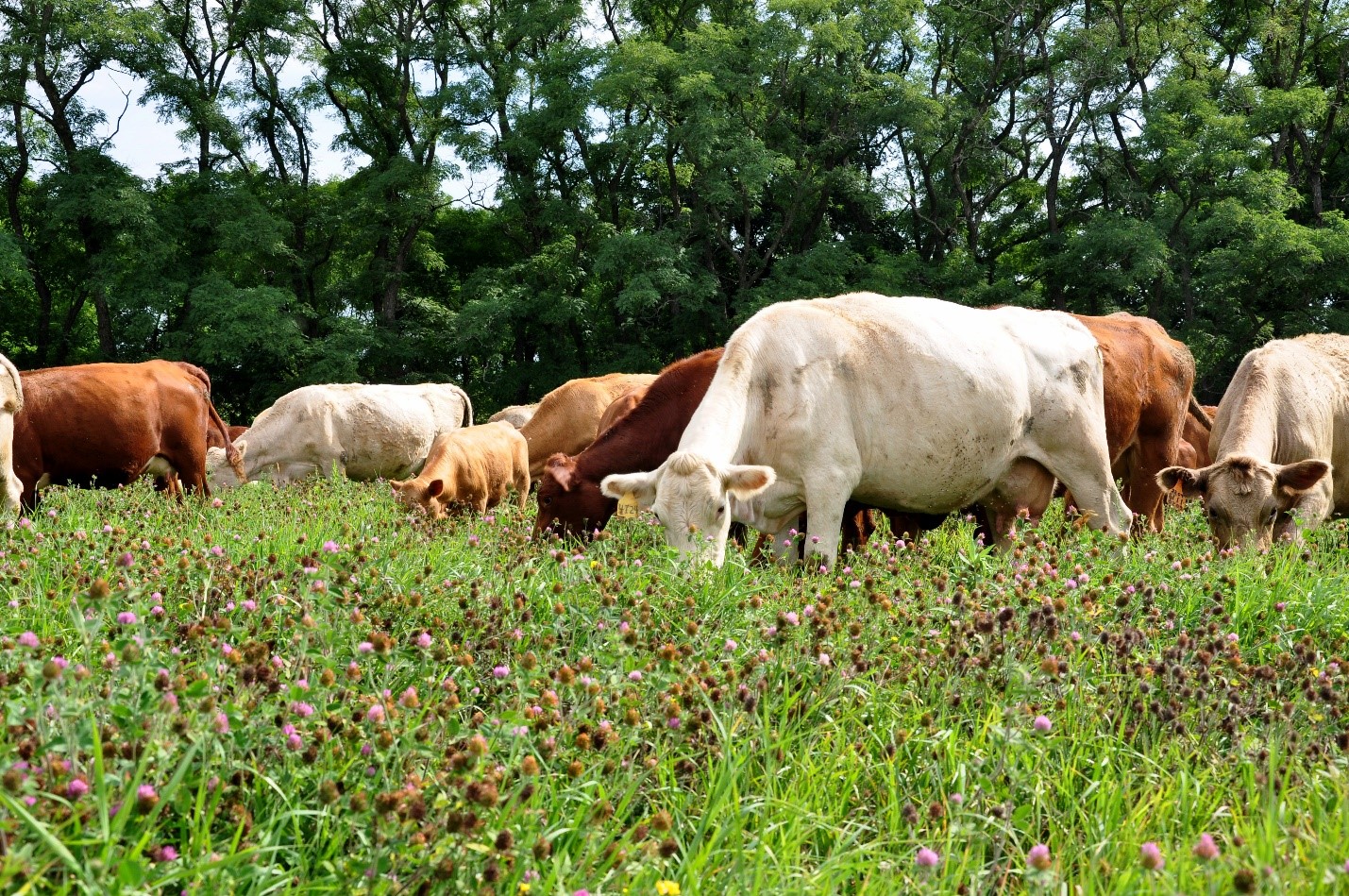 Beef and Bobwhites – How to Maximize Livestock Production While Helping ...